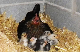 Mère poule naine et poussins