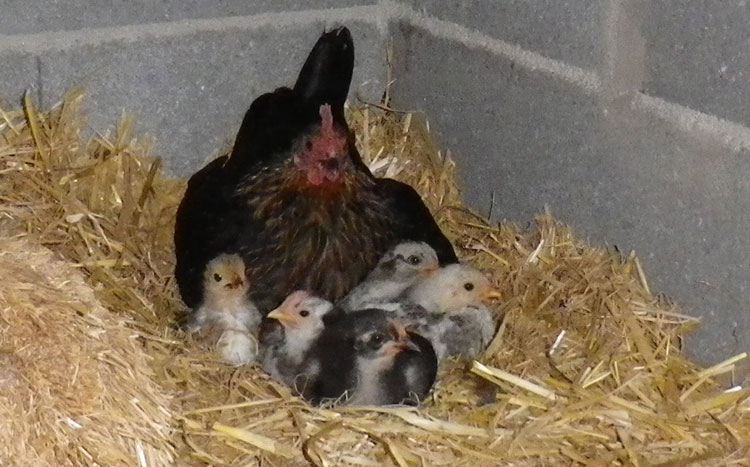 Mère poule naine et ses poussins