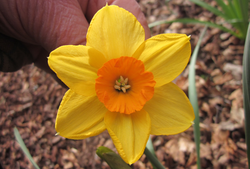 Narcisse