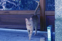 chat jaune