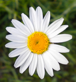 Marguerite