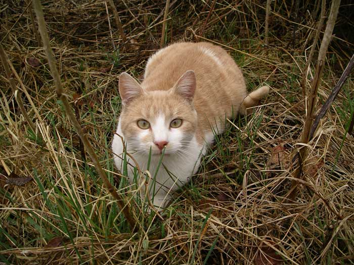 Jeune chat