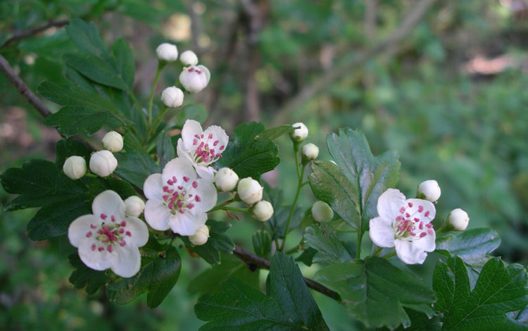 Aubépine