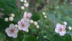 Fleurs de l'Aubépine