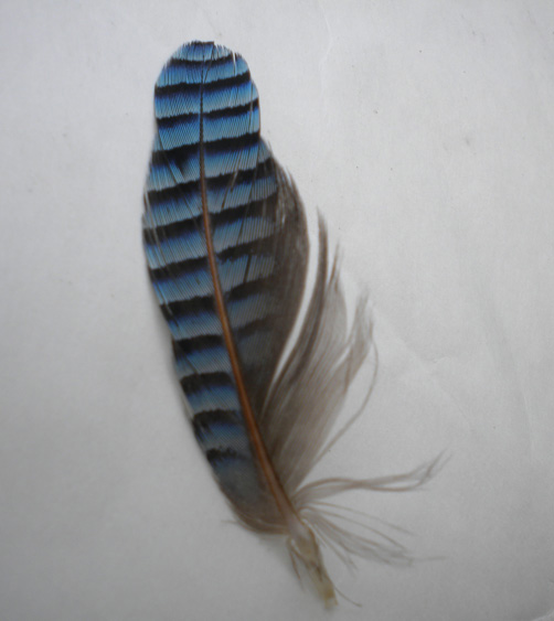 plume de geai