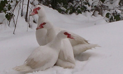 canards