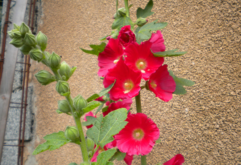 Rose tremière