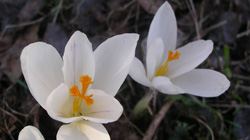 crocus