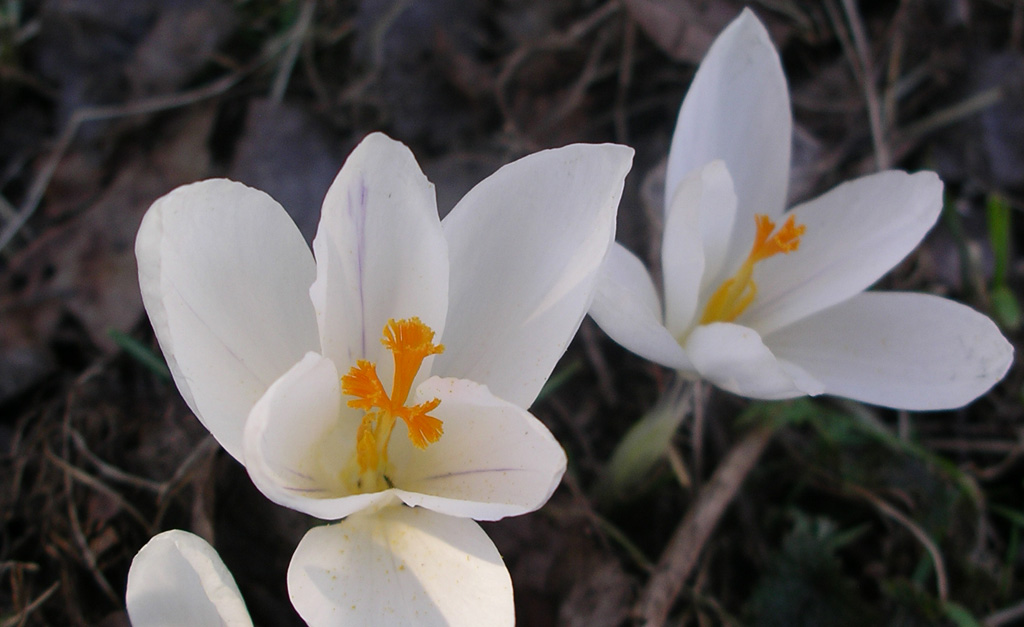 crocus Jeanne d'Arc