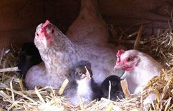 poules naines