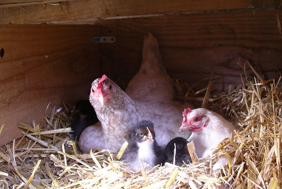Poules