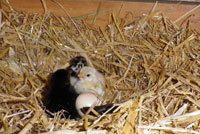Poussins