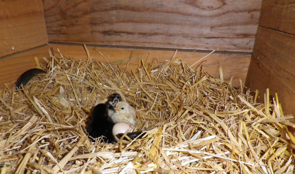 Poussins d'un  jour