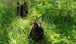 Poules