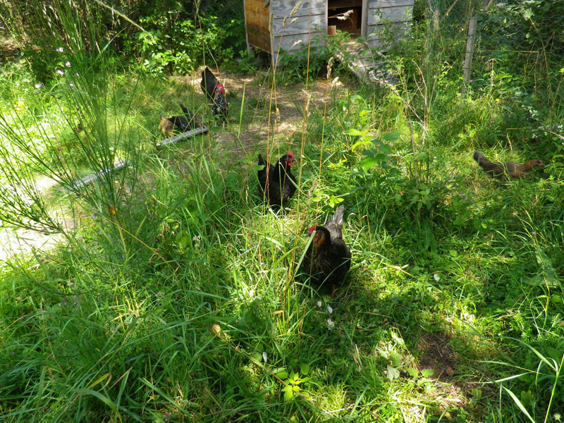 Poules