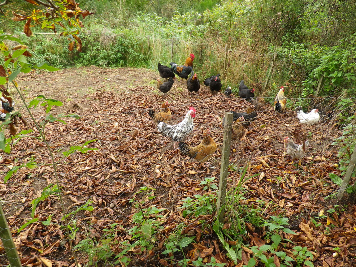 poules et coqs