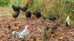 Poules et coqs