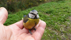 Mésange