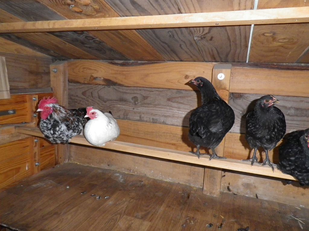 poule coq et poussins
