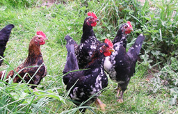 jeunes coqs