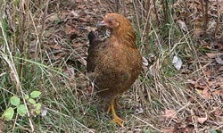Poulette naine