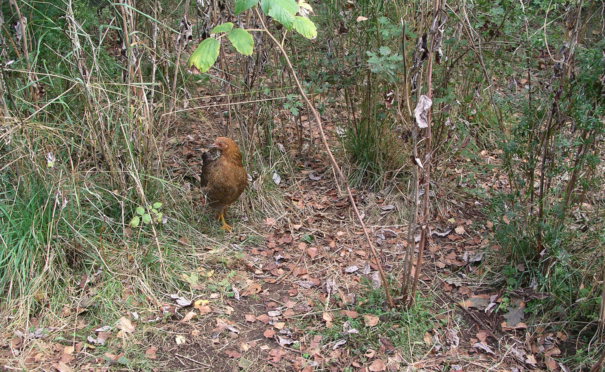 Poulette naine
