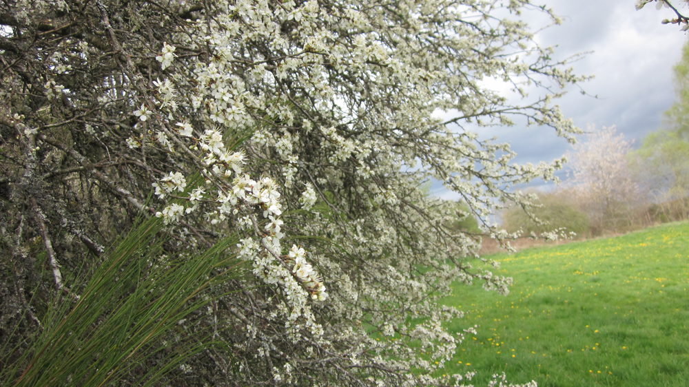 Printemps