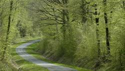 Forêt argonnaise