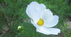 Cosmos