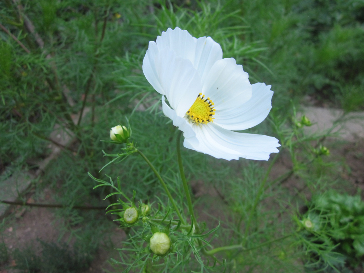 Cosmos