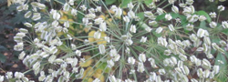 Plante en fleurs