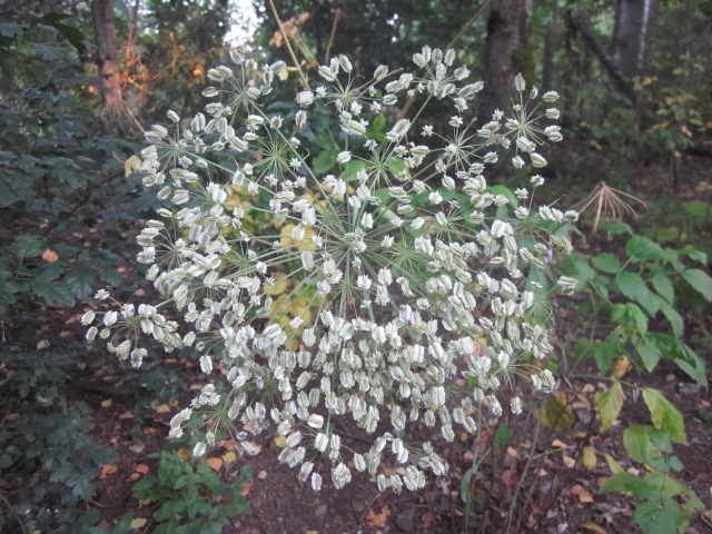 Plante sauvage