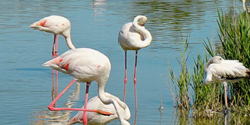 Flamants