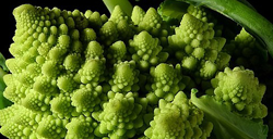 Brocoli