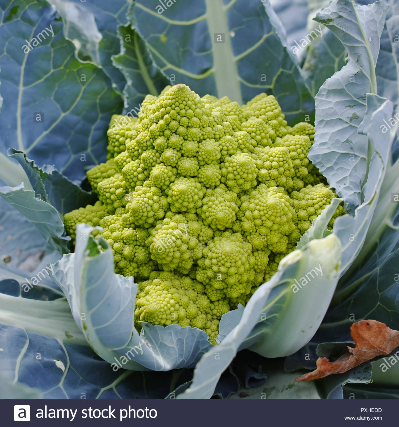 Brocoli Romanesco