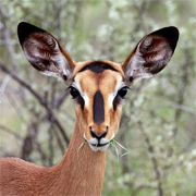 Impala Namibie