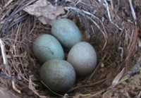 Oeufs