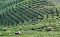 Taiwan