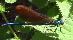 Libellule