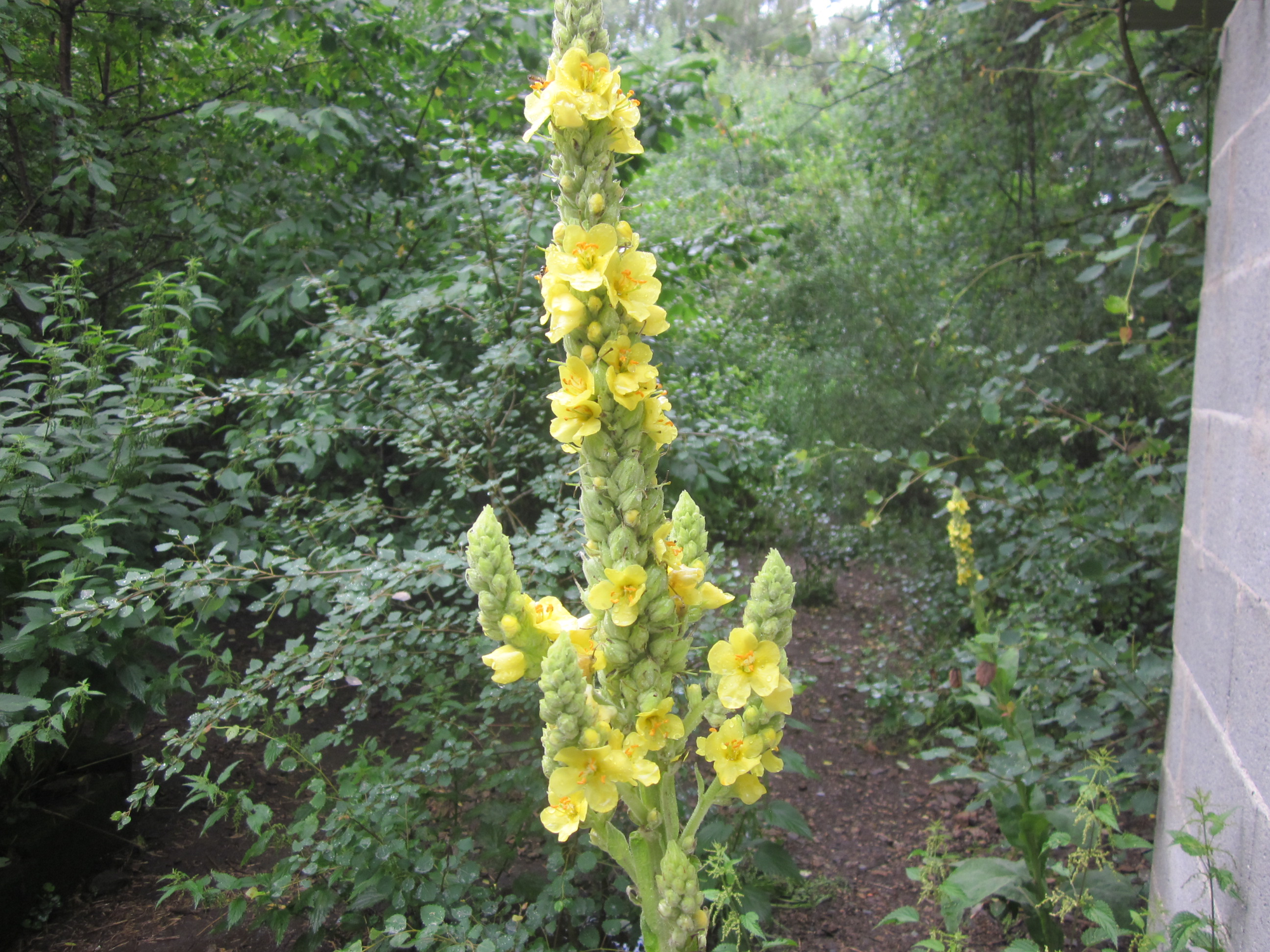 Molène