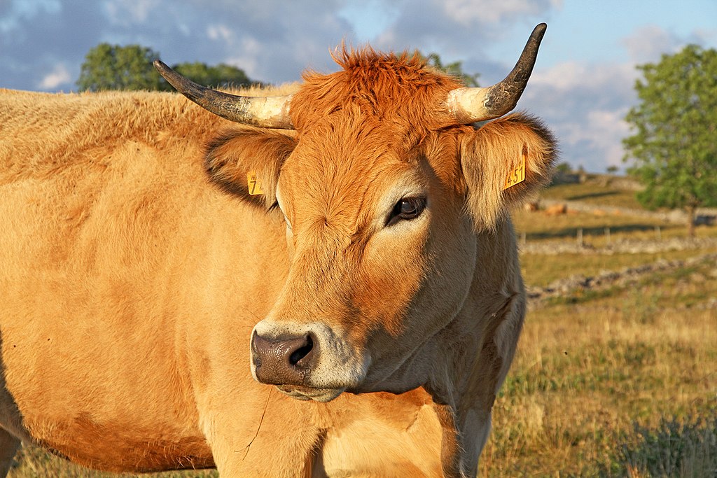 Aubrac