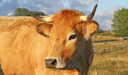 Aubrac