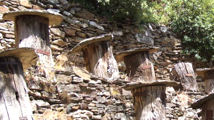 Ruches tronc