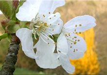 cerisier