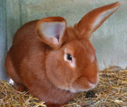 Fauve de Bourgogne