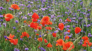 fleurs des champs