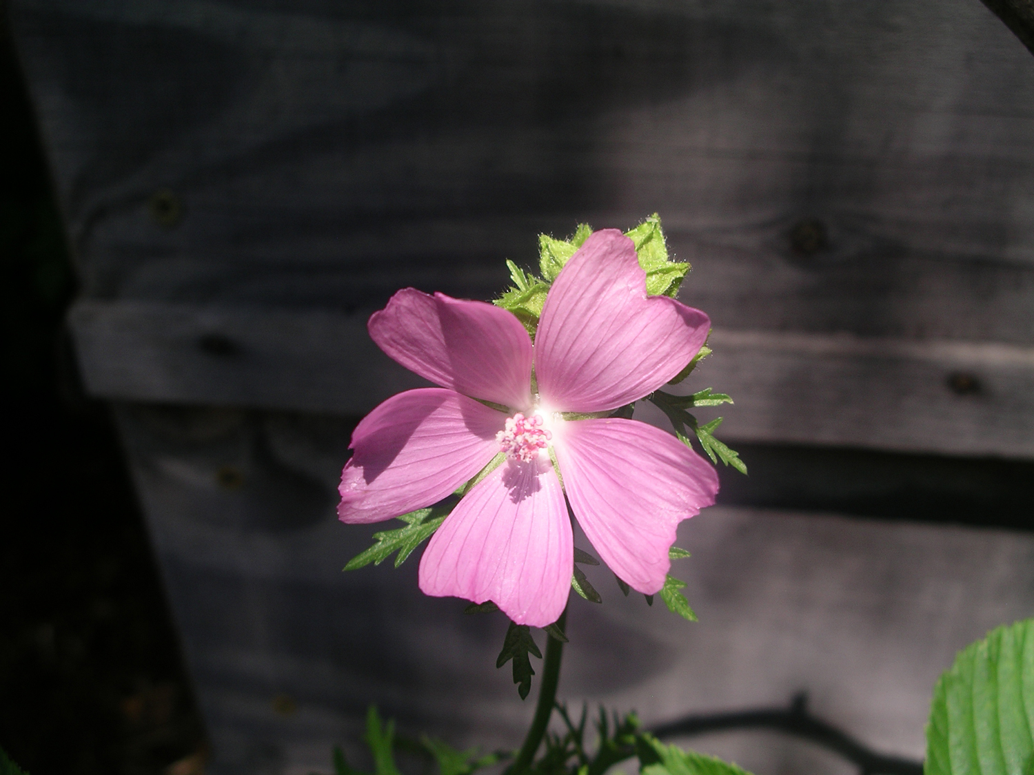 Mauve