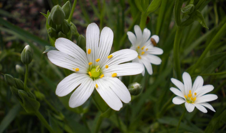 Stellaire