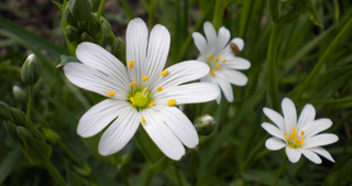 Fleurs des champs