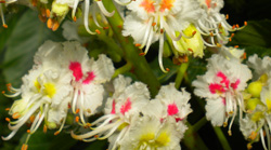 Marronier en fleurs